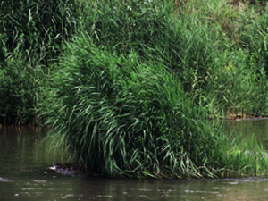 Vivers Càrex - Phragmites australis 